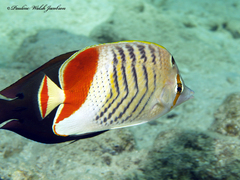 Chaetodon paucifasciatus