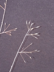 Muhlenbergia pungens