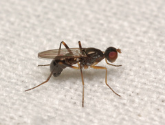 Nemopoda nitidula