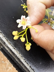 Brachychiton gregorii