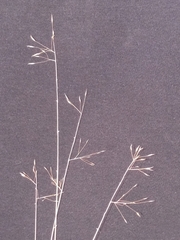 Muhlenbergia pungens