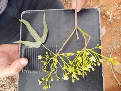 Brachychiton gregorii