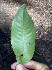 Schizomeria ovata