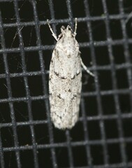 Agriophara velitata
