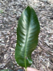 Schizomeria ovata
