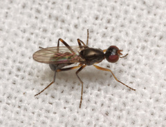 Nemopoda nitidula