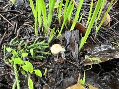 Allium triquetrum