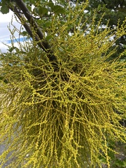 Misodendrum punctulatum