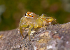 Chira