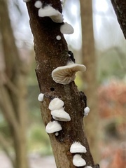 Crepidotus cesatii