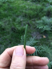 Brodiaea filifolia