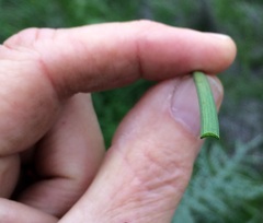 Brodiaea filifolia
