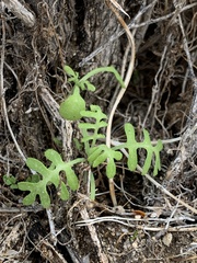 Pholistoma membranaceum