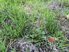 Brodiaea filifolia