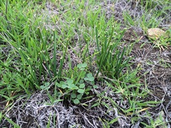 Brodiaea filifolia