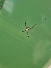 Argiope aetherea