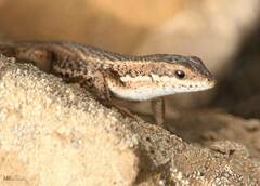 Ophisops occidentalis