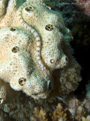 Corythoichthys flavofasciatus