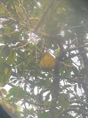 Artocarpus heterophyllus