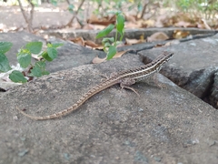 Leiocephalus personatus