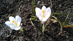 Crocus vernus