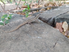 Leiocephalus personatus