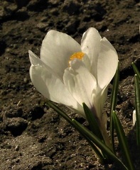 Crocus vernus