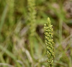 Habenaria parviflora
