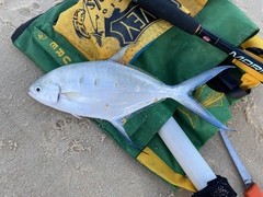 Trachinotus coppingeri