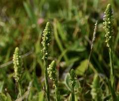 Habenaria parviflora