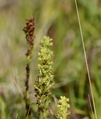 Habenaria parviflora