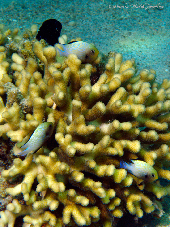 Blackbordered dascyllus