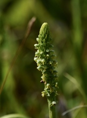 Habenaria parviflora