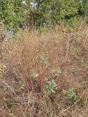 Euphorbia semivillosa