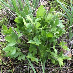 Ranunculus californicus