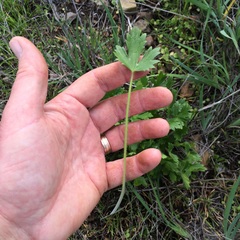 Ranunculus californicus