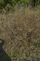 Euphorbia semivillosa