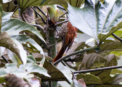 Margarornis squamiger