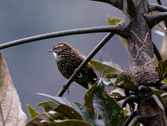 Margarornis squamiger