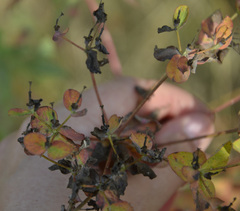 Euphorbia semivillosa