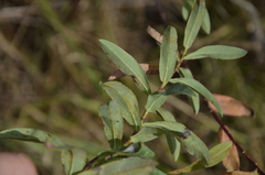 Euphorbia semivillosa