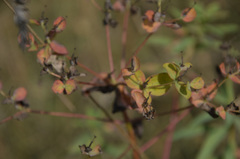 Euphorbia semivillosa