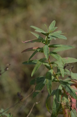 Euphorbia semivillosa