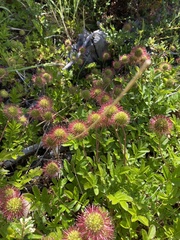 Acaena ovalifolia