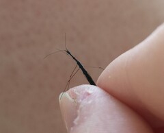 Hydrometra stagnorum