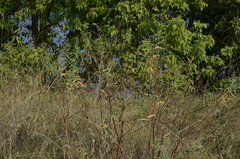 Euphorbia semivillosa