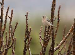Fringilla coelebs africana