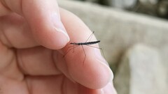 Hydrometra stagnorum