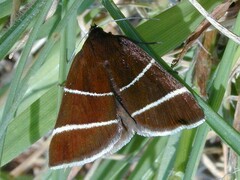 Argyrostrotis quadrifilaris