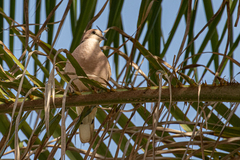 Streptopelia vinacea